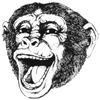 Mad Monkey Headshot Image
